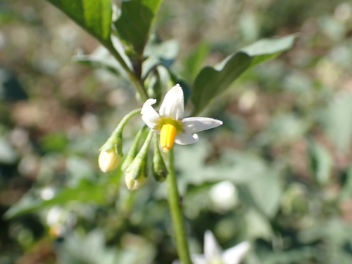 black nightshade