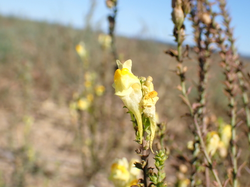 common toadflax