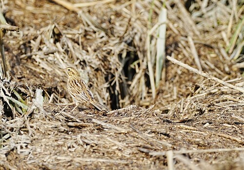 Savannah Sparrow