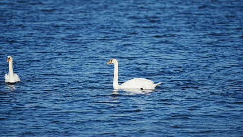 Mute Swan