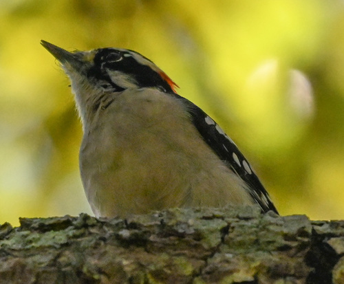 Downy Woodpecker