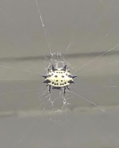 Spinybacked Orbweaver