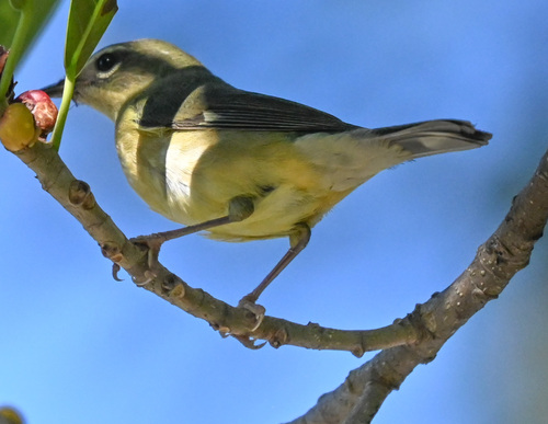 Black-throated Blue Warbler