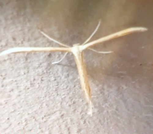 Morning-glory Plume Moth