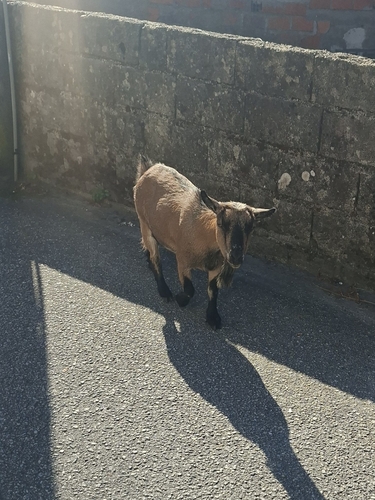 Domestic Goat
