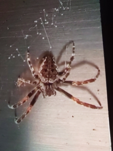 Walnut Orbweaver
