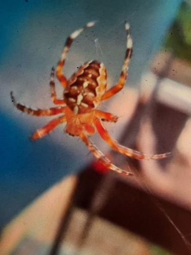 Cross Orbweaver