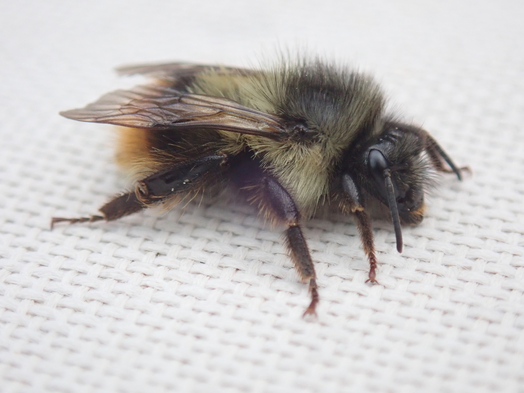 Mixed bumble bee