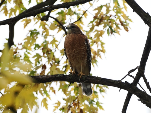 Eastern red-shouldered hawk