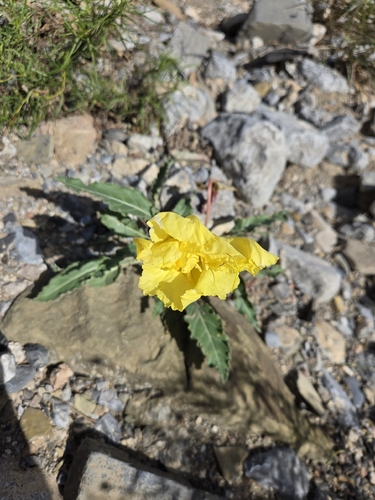 desert evening-primrose