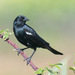 Tricolored Blackbird - Photo (c) ramonamom, all rights reserved