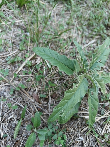 silverleaf nightshade