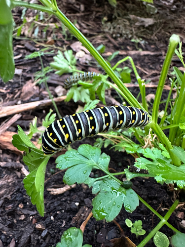 Black Swallowtail