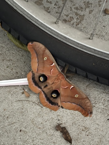 Polyphemus Moth