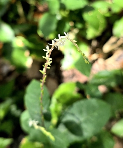 Guinea Hen Weed