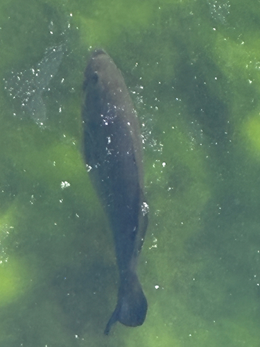 Largemouth Bass