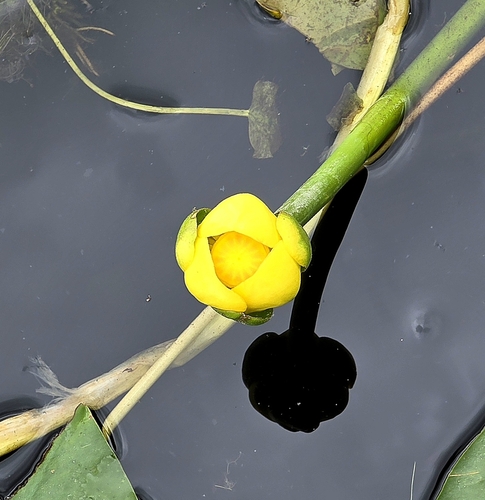 spatterdock
