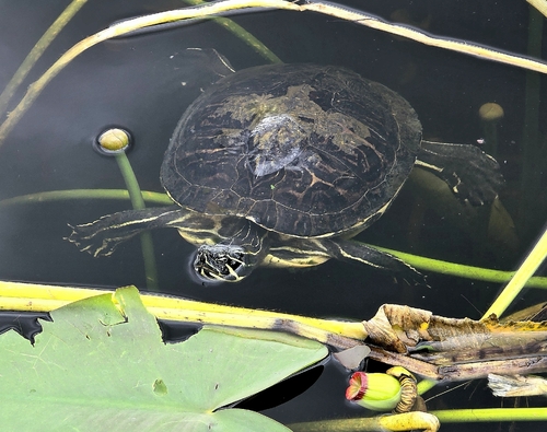 Peninsular Cooter