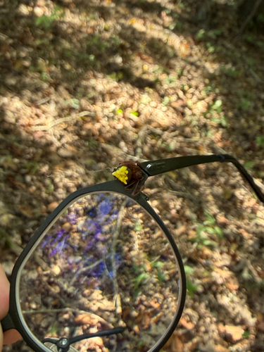 Arrowhead Orbweaver