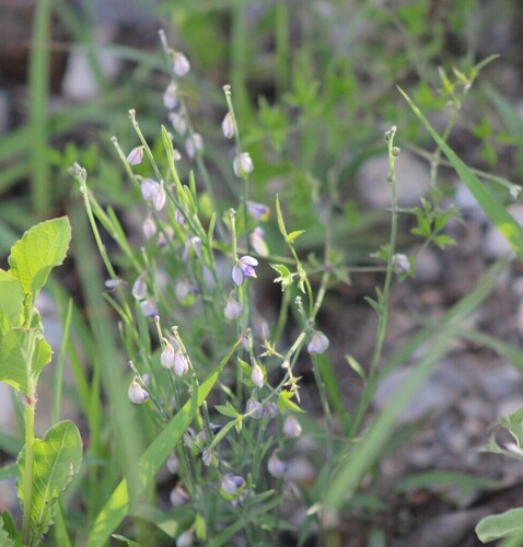 Hebecarpa barbeyana