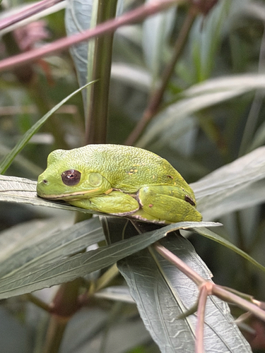 Barking Tree Frog