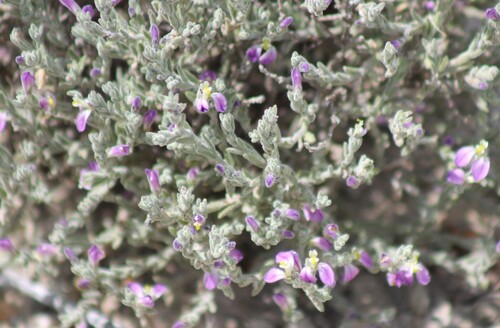 Hebecarpa macradenia