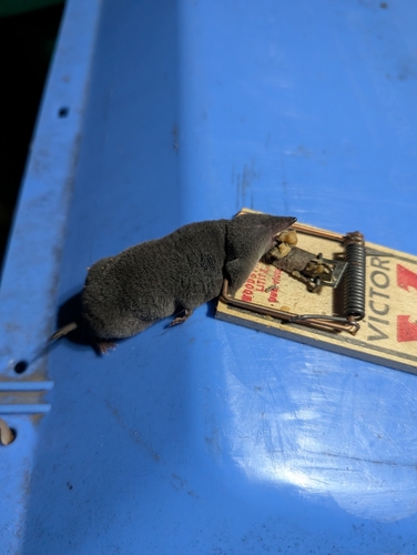 Northern Short-tailed Shrew observed by victork1