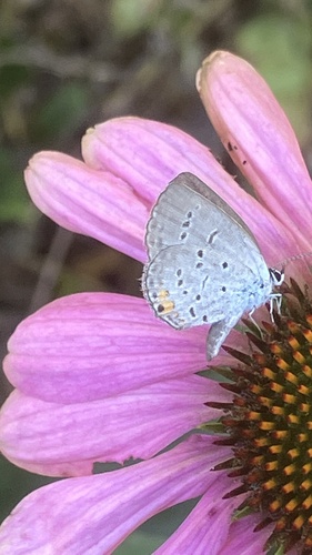 Eastern Tailed-Blue
