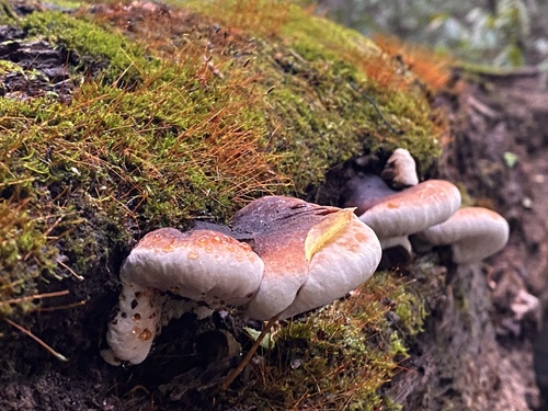 Resinous Polypore