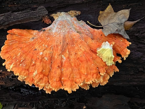 chicken of the woods