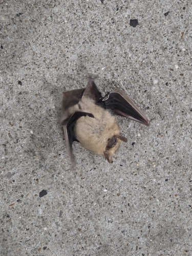 Tri-coloured Bat observed by johannes_bjarki