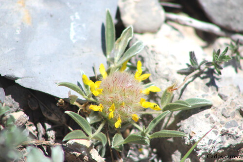 Dalea wrightii