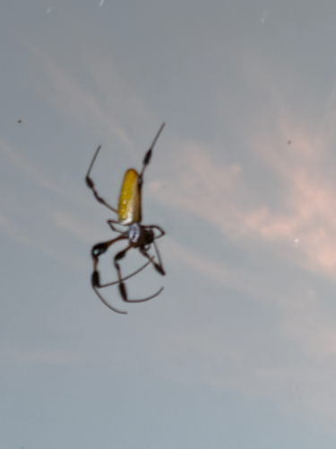 Golden Silk Spider
