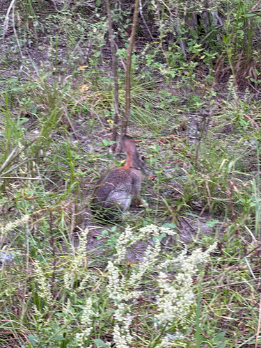 Eastern Cottontail