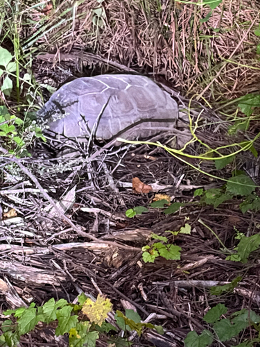 Gopher Tortoise