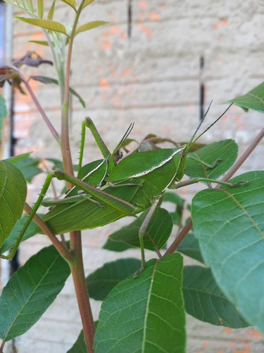 Prionolopha serrata