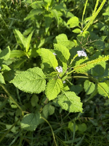 Indian Heliotrope