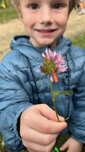 Red Clover