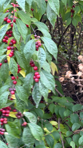 Amur honeysuckle