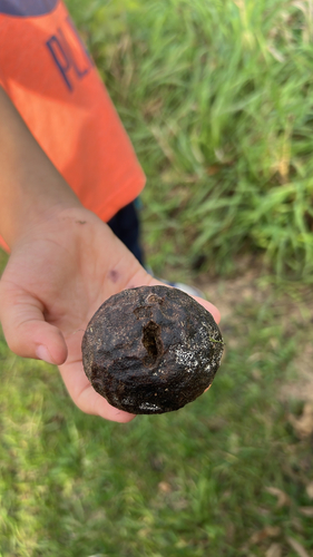 eastern black walnut