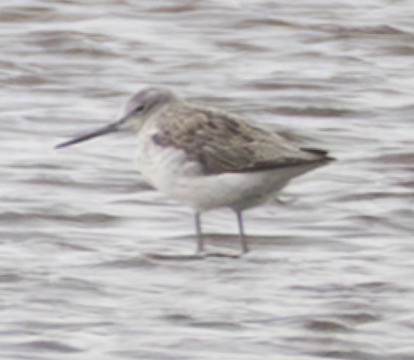 Common Greenshank