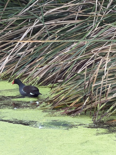 Common Gallinule