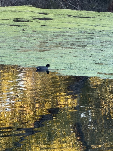 American Coot