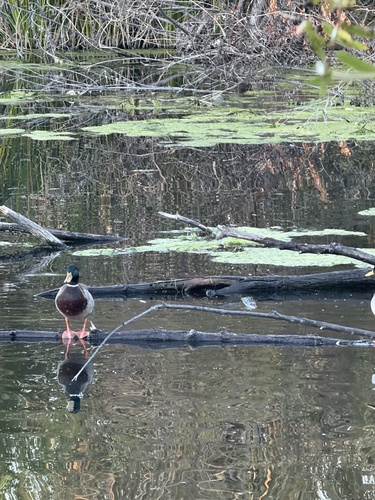 Mallard