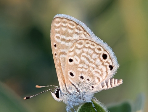 Bright Babul Blue