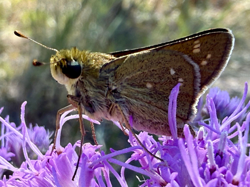 Seminole skipper