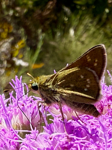 Seminole skipper