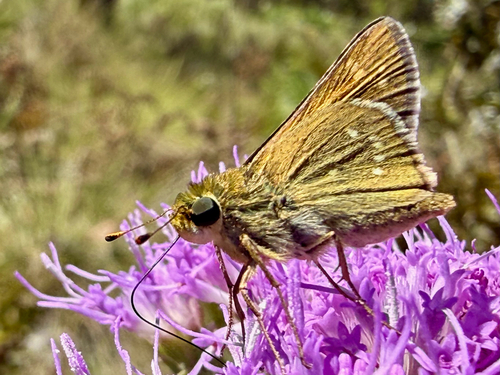 Seminole skipper