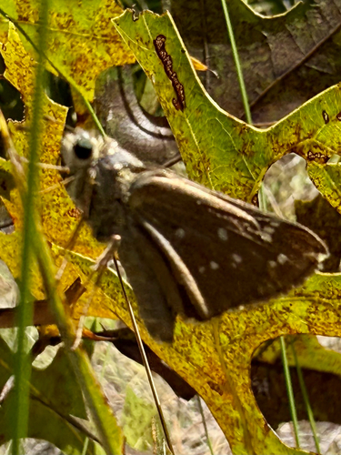 Seminole skipper