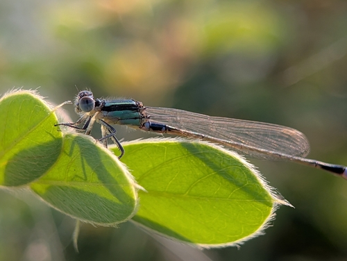 Common Bluetail